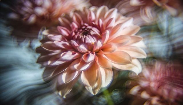Pale peach dahlia blooming with soft pastel petals, layered closeup and dreamy bokeh