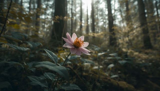 Single pink wildflower standing in mossy forest understory with sunlit mist and tree trunks