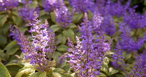Purple flowers blooming vibrantly in a lush garden