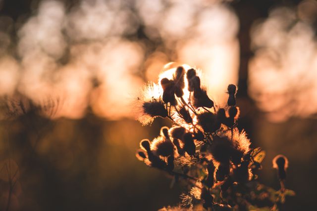 Sunset Through Meadow Plants in Warm Light - Download Free Stock Images Pikwizard.com