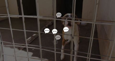 Dog behind kennel fence seeking adoption and rescue