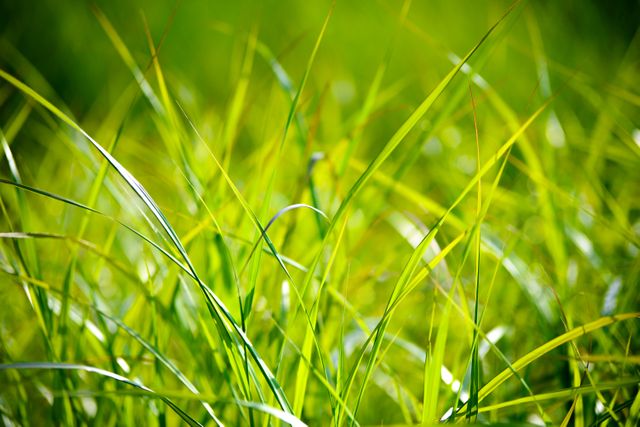 Close-Up of Vibrant Green Grass Blades in Sunlight - Download Free Stock Photos Pikwizard.com