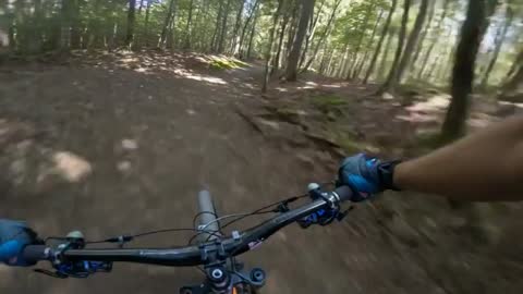 POV Mountain Biking Down Singletrack Forest Trail Navigating Roots Under Sunlit Canopy