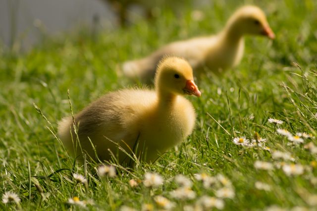 Two fluffy ducklings exploring grass filled with daisies, evoking themes of nature and springtime. Perfect for illustrating wildlife, early animal life, and spring scenes. Ideal for use in educational materials, nature magazines, children’s books, and environmental campaigns.