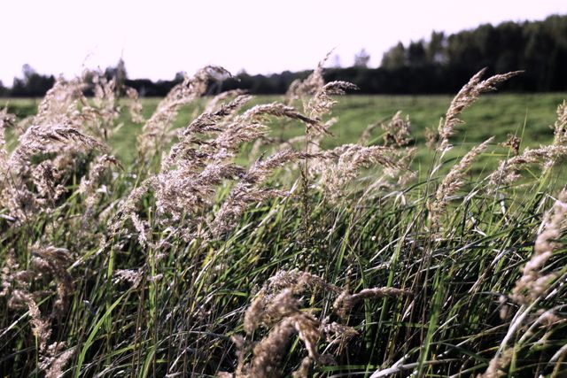 Golden Tall Grass Swaying in Wind on Summer Day - Download Free Stock Photos Pikwizard.com