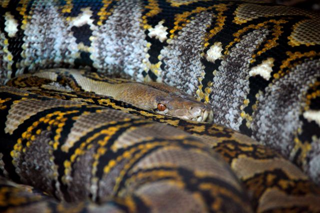 Close-up view of a reticulated python coiled in a resting position. It highlights the detailed and intricate patterns on the snake's scales, showcasing the beauty of reptile’s camouflage. Suitable for use in educational materials about reptiles, zoological publications, documentaries on wildlife, and nature magazines.