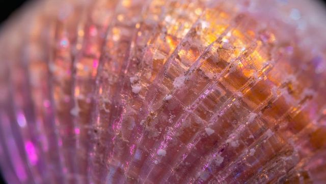 Iridescent scallop shell macro showing pearly nacre and sand particles in pink gold light