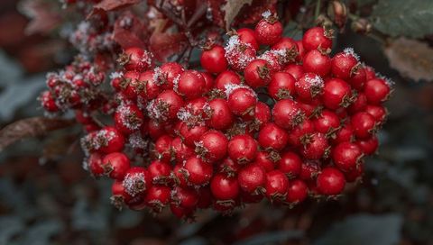 Frosted Red Berry Cluster on Garden Shrub with Dewy Droplets Closeup for Winter Design