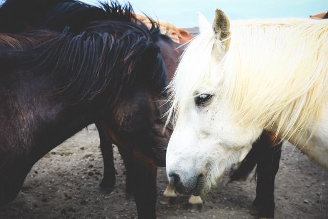 Close-up of horses facing each other, perfect for nature, wildlife, and animal-themed content. Ideal for use in equestrian magazines, blogs, websites, and educational materials about wildlife and nature.