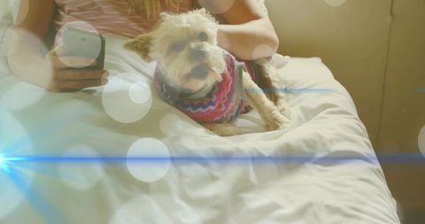 Small terrier in colorful sweater cuddling on white bed while woman scrolling smartphone