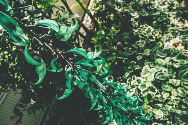 Turquoise jade vine with its unique colored flowers stands out among lush green foliage in a sunlit garden. Ideal for use in botanical articles, gardening websites, or to illustrate exotic plant life in digital media, emphasizing the beauty of nature and exotic flora.