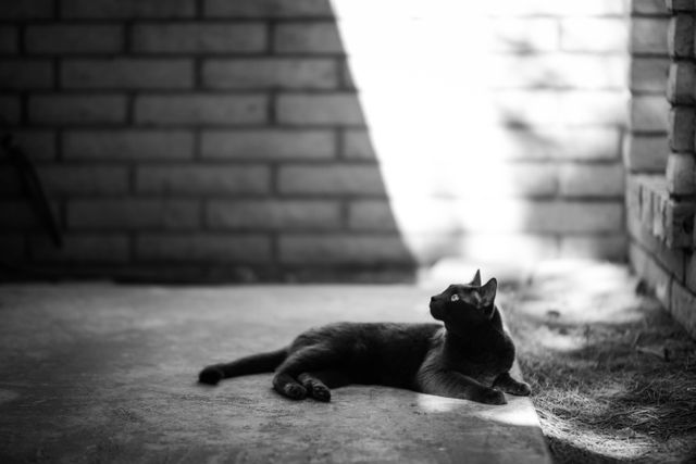 Black cat relaxing in sunlit corner of brick patio. Great for themes about relaxation, pets, outdoor tranquility, feline behavior, and summer evenings. Perfect for articles, social media, and advertising related to cats, pet care, or peaceful outdoor scenes.