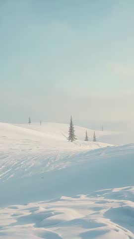 Vertical winter video panning over snow dunes revealing evergreen cluster and distant pines