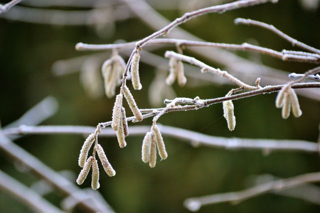 Delicate frost covering bare branches with hanging catkins evokes the cold beauty of the winter season. Suitable for illustrating nature's transition into winter, or for use in seasonal greeting cards or winter-themed designs.