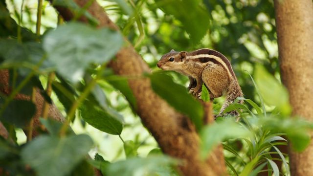 Indian palm squirrel perching on a tree branch in typical green, lush forest surroundings. Ideal for wildlife blogs, articles on nature or tropical fauna, environmental conservation campaigns, children's educational materials about animals and habitats.