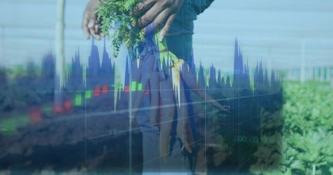 Mid-adult african american farmer holding soiled carrots in hoophouse with market data overlay