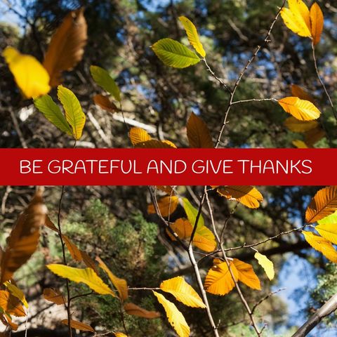 vibrant autumn leaves with gratitude message for thanksgiving - Download Free Stock Templates Pikwizard.com