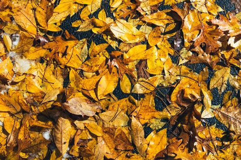 Vibrant autumn leaves on wet surface