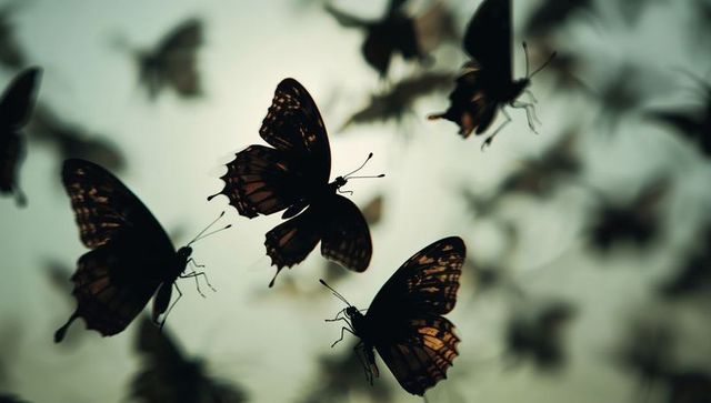 Backlit butterflies fluttering in silhouette with translucent wing veins and orange glow