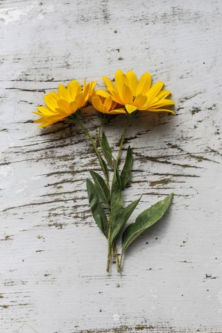 Yellow daisy flowers lying on weathered white wooden plank rustic flat lay