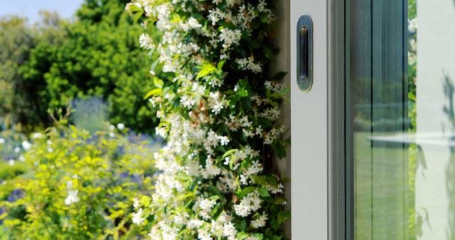 A partially open door leads to a vibrant garden, with a lush white flowering vine climbing alongside. The scene captures the inviting transition from a home's interior to the natural beauty of a garden in bloom, suggesting a serene domestic environment.