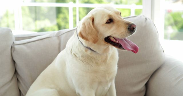 Labrador Retriever sitting comfortably on sofa with tongue out, indoors. Ideal for use in pet care websites, veterinary advertising, pet adoption campaigns, or home decor magazines showcasing pet-friendly living spaces.