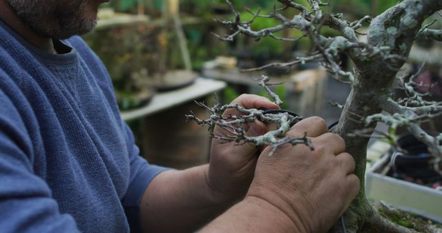 Person Pruning a Bonsai Tree in a Garden - Download Free Stock Images Pikwizard.com