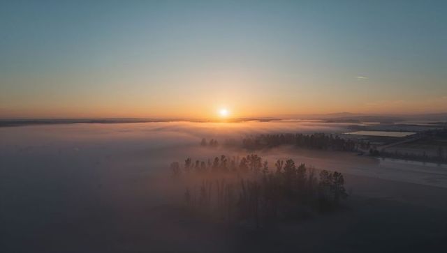 Golden sunrise over foggy farmland illuminating tree grove and morning mist on horizon