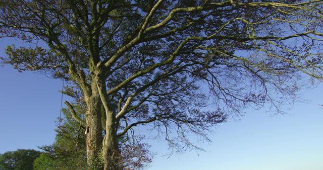 Picture depicting a tall, majestic old tree with a complex network of branches and sparse green leaves set against a clear blue sky. The tranquil scene exudes natural beauty and serenity, making it ideal for use in nature-themed projects, environmental campaigns, calming backgrounds, or as a depiction of growth and strength.