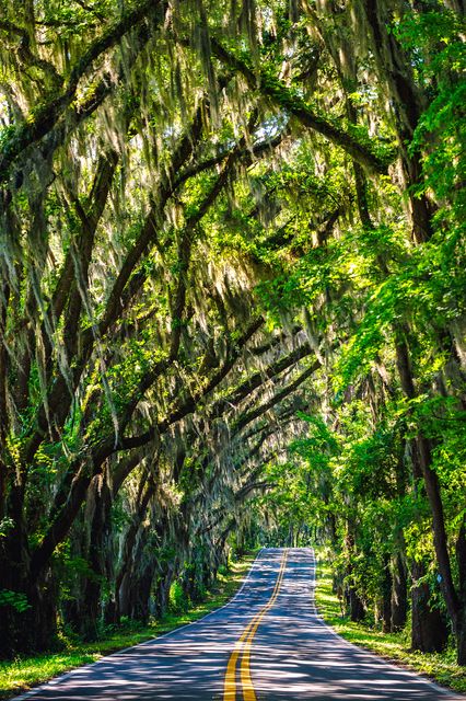 Scenic road with lush green trees and hanging moss - Download Free Stock Photos Pikwizard.com