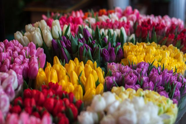 Beautiful display of vibrant tulips in various colors, ideal for floral and nature-themed designs. Perfect for use in advertising campaigns for florists, spring season promotions, gardening blogs, or as a decorative background.