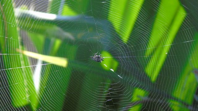 Detailed spider web intricately designed against a lush green foliage background. Ideal for use in articles about nature, web designs, entomology, and natural beauty. Useful for illustrating concepts of intricacy, delicacy, and the beauty of natural patterns.
