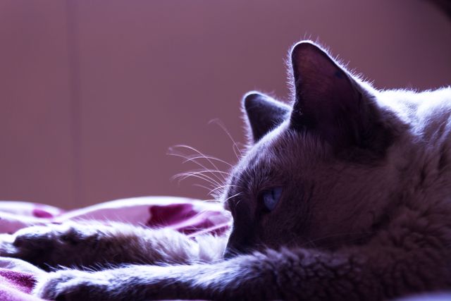 Sleepy Siamese Cat Napping on Bed in Soft Light - Download Free Stock Photos Pikwizard.com