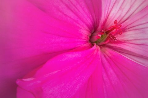 Vibrant pink geranium macro pink pattern background close-up