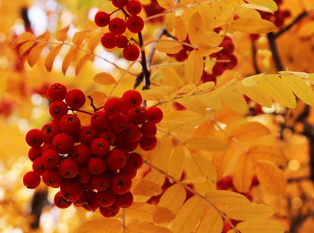 Closeup of vibrant red rowan berries hanging amidst bright yellow autumn leaves. Ideal for seasonal themes, nature photography collections, and autumn decorations. This photo highlights the crisp, colorful details of fall and can be used in blog posts about autumn, background images for holiday cards, or nature calendars.