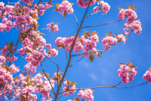 Cherry blossom tree branch adorned with vibrant pink flowers against a clear blue sky, creating a striking contrast. Ideal for use in nature, gardening, and spring-related themes. Perfect for backgrounds, greeting cards, posters, and seasonal promotional materials, providing a fresh and colorful look.