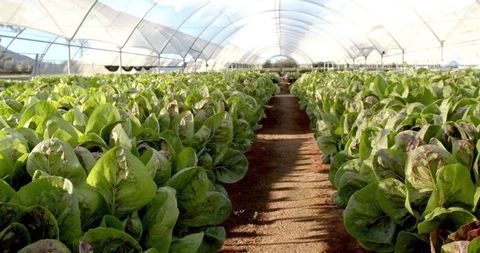 Growing organic lettuce in hydroponic greenhouse on sustainable farm