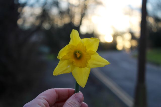 Close-up capturing hand holding a yellow daffodil with a blurred natural background. Suitable for promoting springtime events, nature conservation, gardening tips, and floral beauty. Ideal for use in blogs, social media posts, and nature-related advertisements.