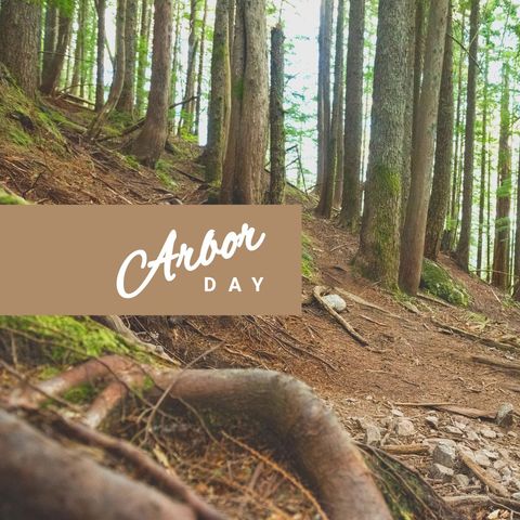 arbor day text in sunlit forest background - Download Free Stock Templates Pikwizard.com