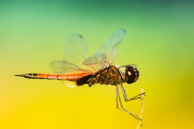 Close-up of Dragonfly Perched on Twig in Vibrant Background - Download Free Stock Photos Pikwizard.com