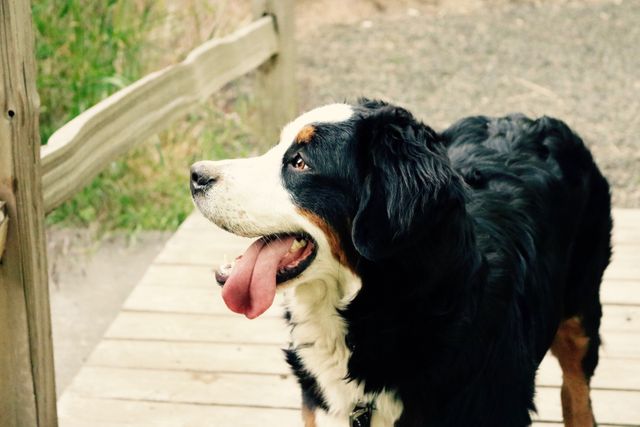 Bernese Mountain Dog standing on a wooden walkway with tongue out, in a natural outdoor setting. This image captures the joy and camaraderie of pets enjoying the great outdoors. Perfect for use in articles on pet care, hiking with dogs, or serene nature landscapes.