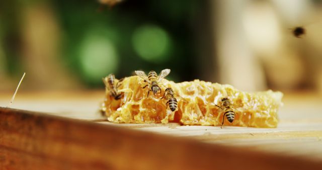 Close-up of Bees Extracting Honey from Honeycomb Outdoors - Download Free Stock Images Pikwizard.com
