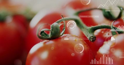 Macro ripe tomato with curled calyx, dew and glossy shine, futuristic HUD overlays