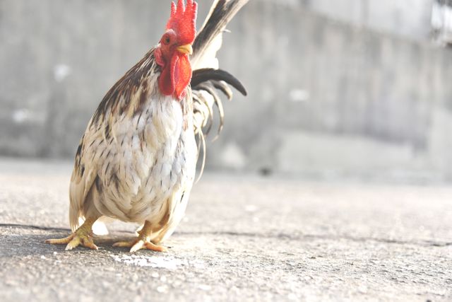 Vibrant image of a rooster walking across a concrete floor with a blurred background. Ideal for use in articles or visuals related to farming, rural life, poultry care, and animal behavior. Can also be used in educational materials or advertisements promoting poultry products and farming equipment.