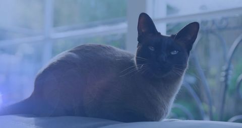Siamese Cat Relaxing by Sunlit Window - Download Free Stock Images Pikwizard.com