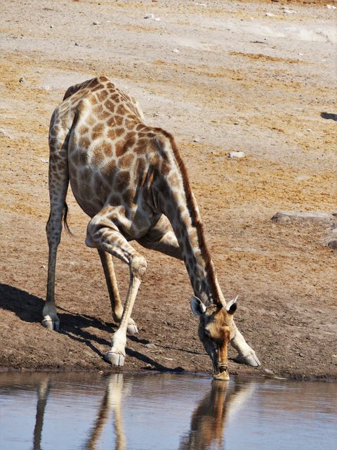 Africa dislocate drink giraffe - Download Free Stock Photos Pikwizard.com