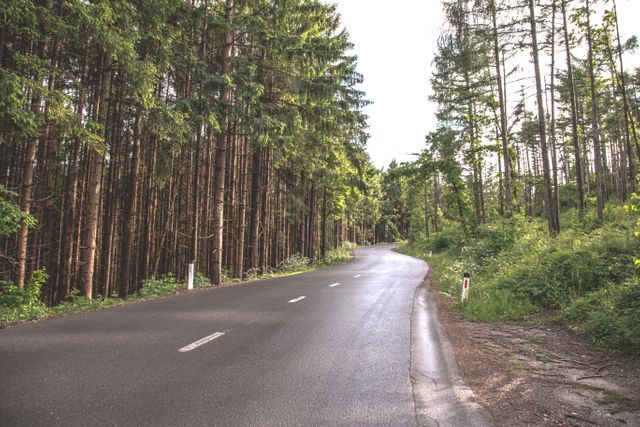 Road winding through dense forest greenery. Ideal for travel blogs, nature documentaries, or outdoor adventure content highlighting road trips and scenic routes.