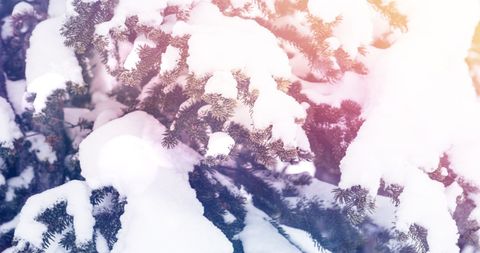 Snow-Covered Fir Branches in Winter Wonderland - Download Free Stock Images Pikwizard.com