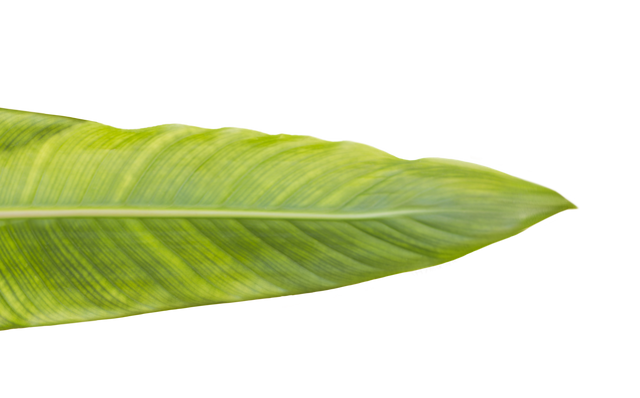 Green Leaf with Copy Space on Transparent Background Isolated PNG - Download Free Stock Videos Pikwizard.com