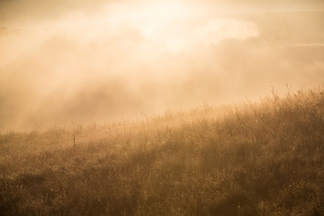 Serene Grassland in Misty Golden Sunrise - Download Free Stock Photos Pikwizard.com